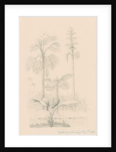 Vegetation sketch by Richard Spruce