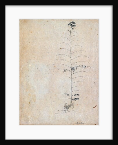 Bamboo sketch by Richard Spruce