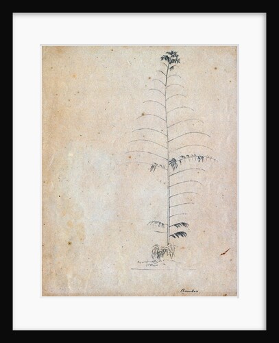 Bamboo sketch by Richard Spruce