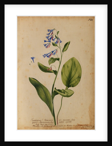 Symphytum S. Pulmonaria non maculata by Georg Dionysius Ehret
