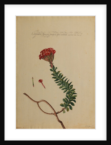 Cotyledon africana by Georg Dionysius Ehret