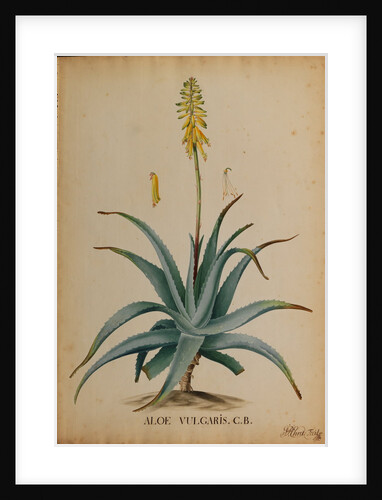 Aloe vulgaris by Georg Dionysius Ehret