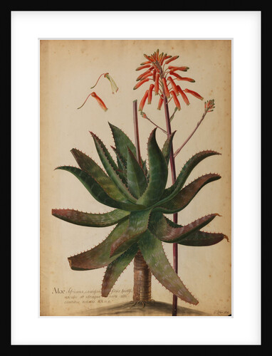 Aloe africana by Georg Dionysius Ehret
