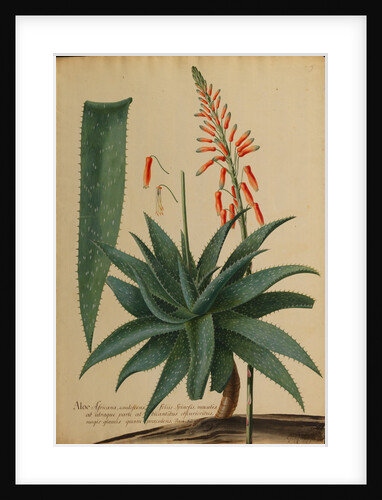 Aloe africana by Georg Dionysius Ehret