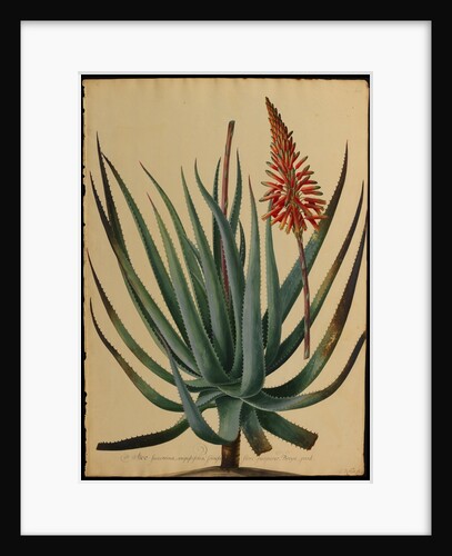 Aloe succotrina by Jacob van Huysum