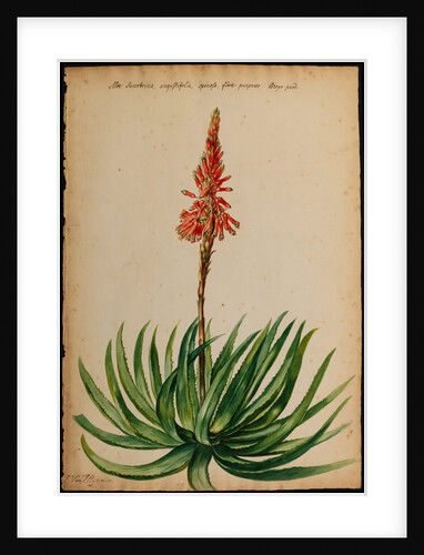 Aloe succotrina by Jacob van Huysum