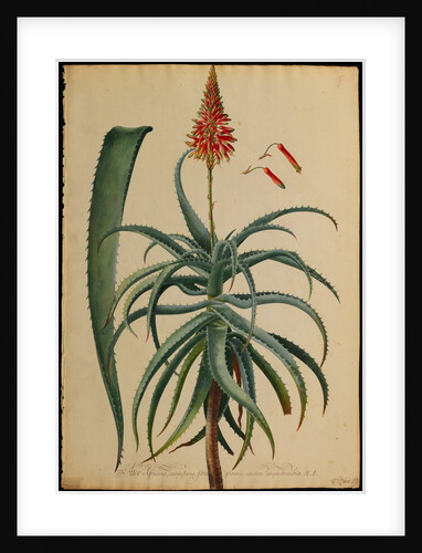 Aloe Africana by Georg Dionysius Ehret