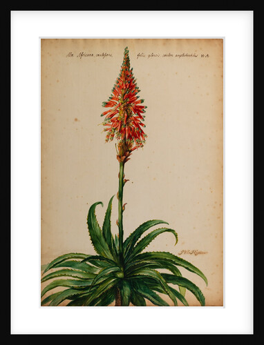 Aloe africana by Jacob van Huysum