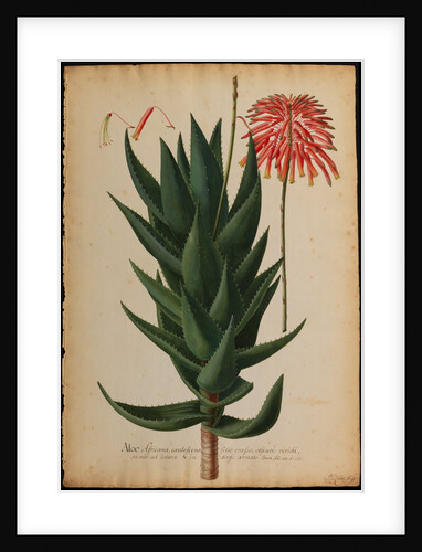 Aloe africana by Georg Dionysius Ehret