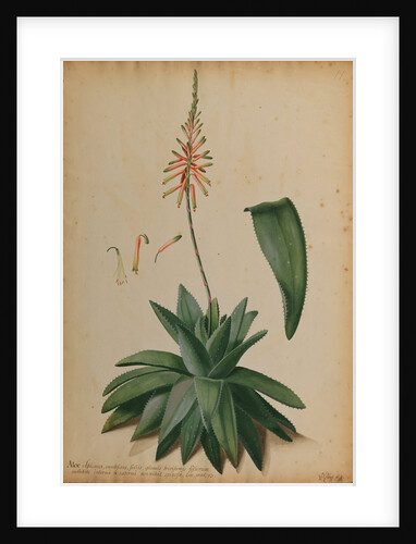 Aloe africana by Georg Dionysius Ehret