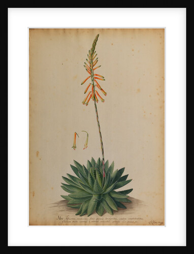 Aloe africana by Georg Dionysius Ehret