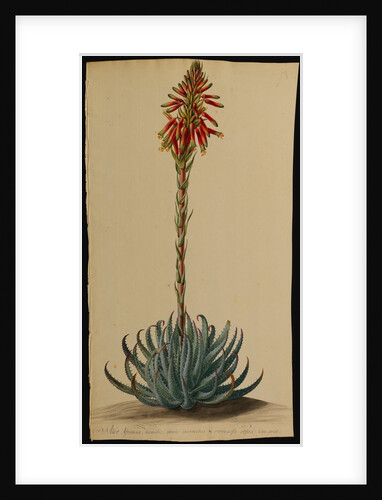 Aloe africana by Jacob van Huysum and George Dionysius Ehret