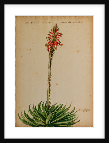 Aloe africana by Jacob van Huysum