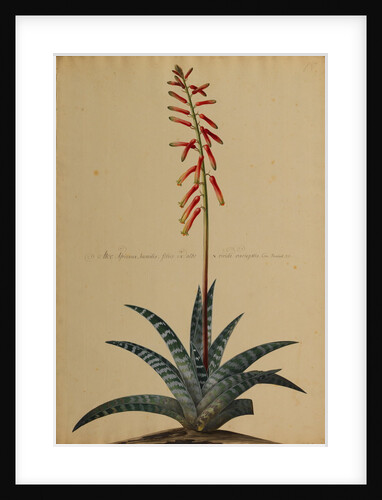 Aloe africana by Georg Dionysius Ehret