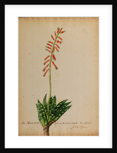 Aloe africana by Georg Dionysius Ehret