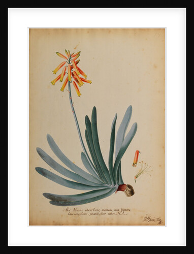 Aloe africana arborescens by Georg Dionysius Ehret