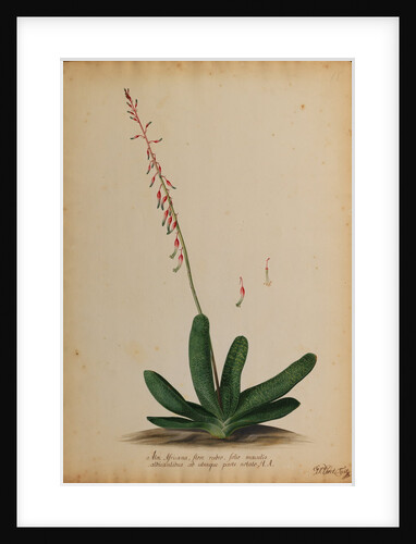 Aloe africana by Georg Dionysius Ehret