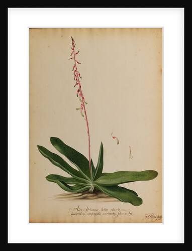 Aloe africana arborescens by Georg Dionysius Ehret