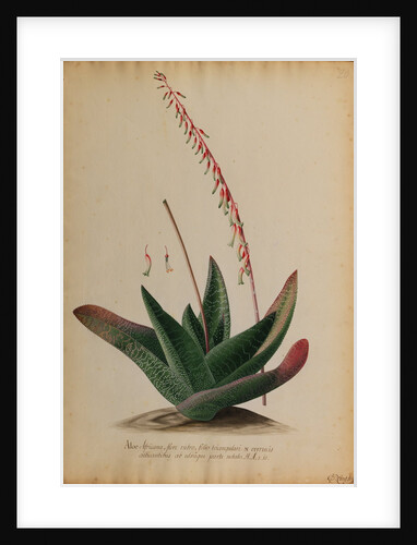 Aloe africana by Georg Dionysius Ehret