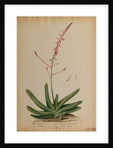 Aloe africana by Georg Dionysius Ehret
