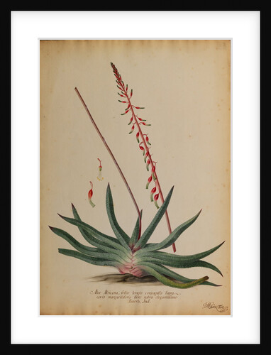Aloe africana by Georg Dionysius Ehret