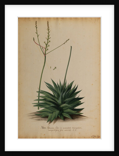 Aloe africana by Georg Dionysius Ehret