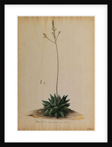 Aloe africana by Georg Dionysius Ehret