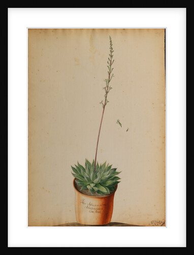 Aloe africana Arachnoidea by Jacob van Huysum