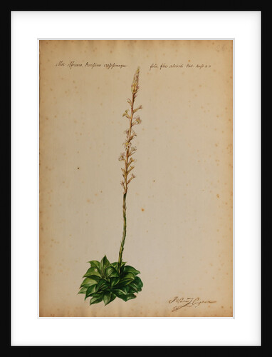 Aloe africana by Georg Dionysius Ehret