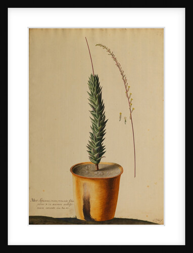 Aloe africana by Georg Dionysius Ehret