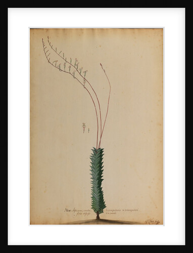 Aloe africana by Georg Dionysius Ehret