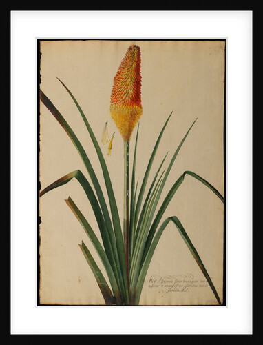 Aloe africana by Georg Dionysius Ehret