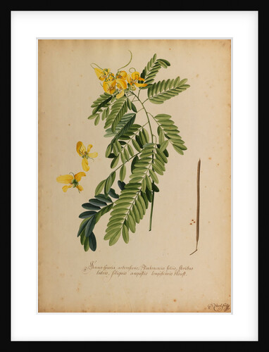 Senna-spuria arborescens by Georg Dionysius Ehret