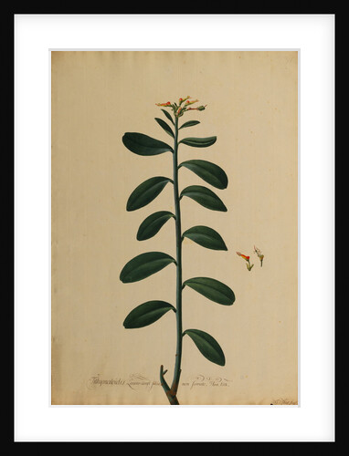 Tithymaloides lauro-cerasi folio by Georg Dionysius Ehret