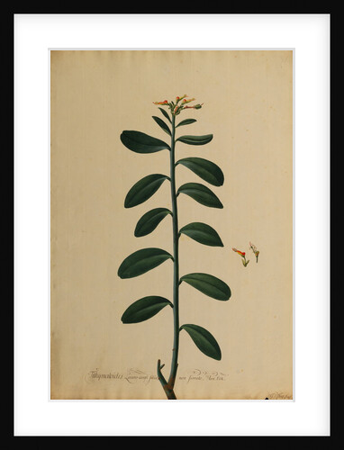 Tithymaloides lauro-cerasi folio by Georg Dionysius Ehret