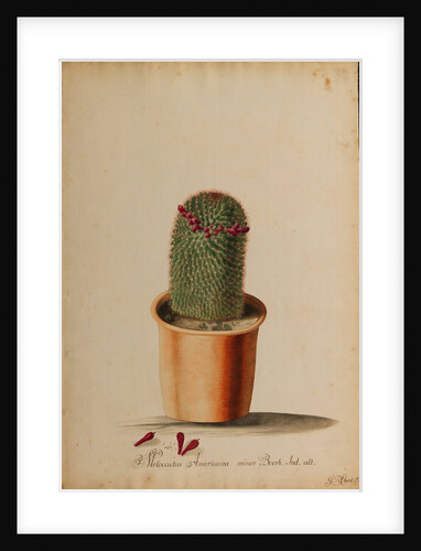 Melocactus americana minor Boerh by Georg Dionysius Ehret