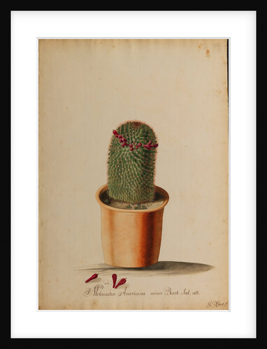 Melocactus americana minor Boerh by Georg Dionysius Ehret