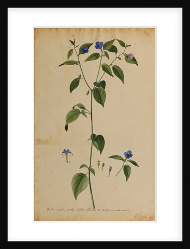 Dalea annua erecta hirsuta by Georg Dionysius Ehret