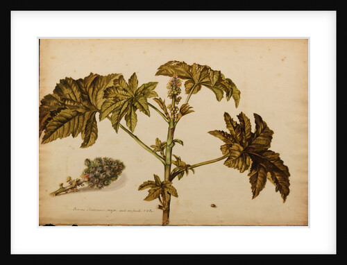 Ricinus americanus by Georg Dionysius Ehret