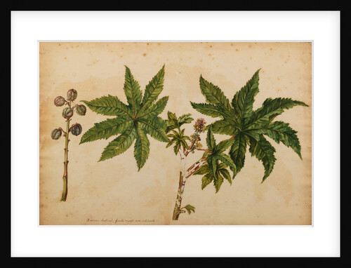 Ricinus indicus by Georg Dionysius Ehret