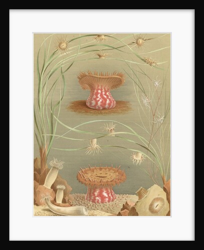 ‘Ragactis, Anemonia, Aiptasia…' [Sea anemones] by Werner & Winter GmbH