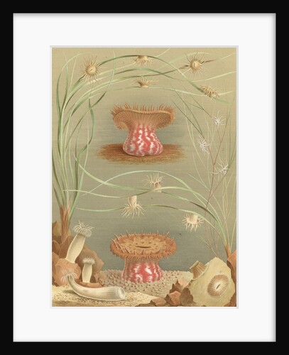 ‘Ragactis, Anemonia, Aiptasia…' [Sea anemones] by Werner & Winter GmbH