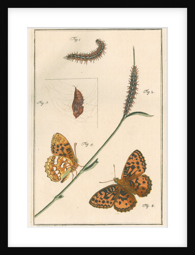 High brown fritillary by Johann Rudolf Schellenbur
