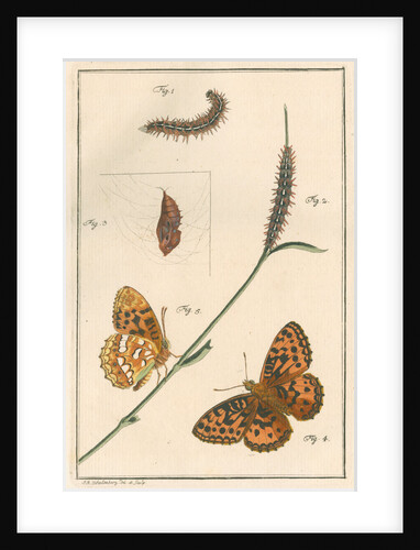 High brown fritillary by Johann Rudolf Schellenbur