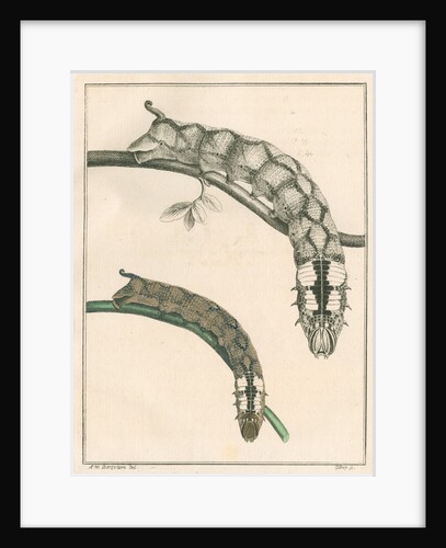 Caterpillar of the Death’s head hawk moth by S. Berg