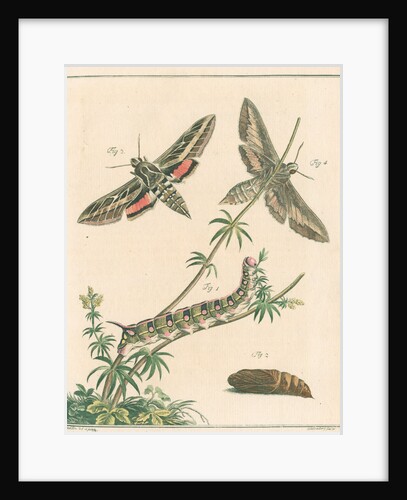Striped hawk moth by Johann Rudolf Schellenbur