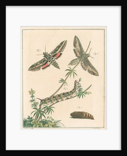 Striped hawk moth by Johann Rudolf Schellenbur