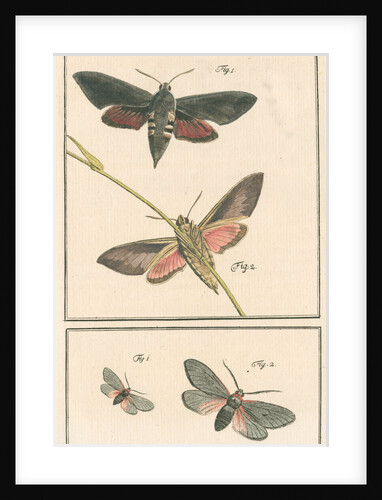 Studies of two moths by Johann Rudolf Schellenbur