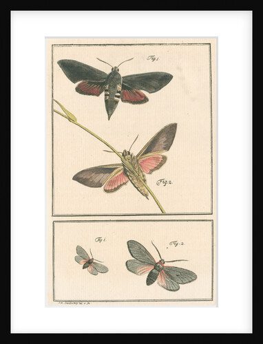 Studies of two moths by Johann Rudolf Schellenbur