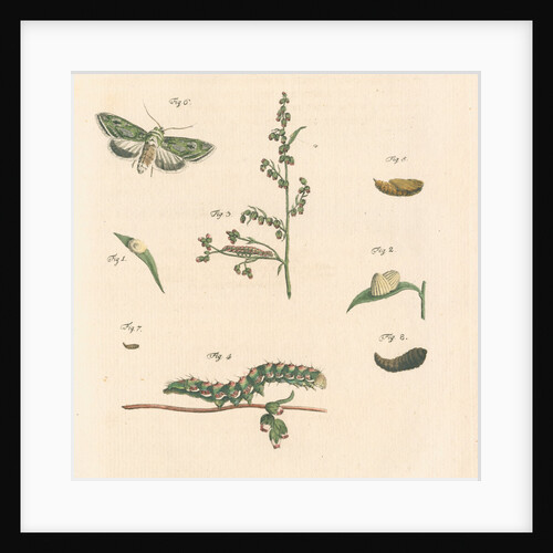 Green silver-spangled shark moth by Johann Rudolf Schellenbur